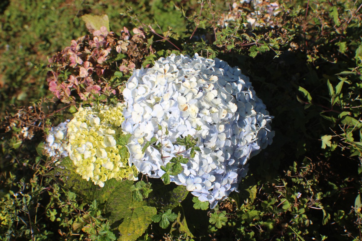 Hydrangea macrophylla (Thunb.) Ser.